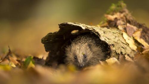 ナミハリネズミ, イギリス サセックス (© Jules Cox/Minden Pictures) Bing Everyday Wallpaper 2023-10-12
/tmp/UploadBetaNcXKd0 [Bing Everyday Wall Paper 2023-10-12] url = http://www.bing.com/th?id=OHR.AutumnHedgehog_JA-JP5112338279_1920x1080.jpg

File Size (KB): 310.73 KB
Last Modified: October 12 2023 00:00:02
