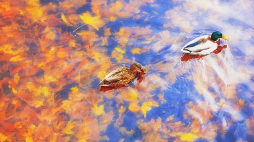 Zwei Stockenten im Wasser, Herbst, Deutschland (© sun ok/Shutterstock) Bing Everyday Wallpaper 2023-10-30
/tmp/UploadBetagDvAuB [Bing Everyday Wall Paper 2023-10-30] url = http://www.bing.com/th?id=OHR.MallarDucks_DE-DE7798366188_1920x1080.jpg

File Size (KB): 275.57 KB
Last Modified: October 30 2023 00:00:04
