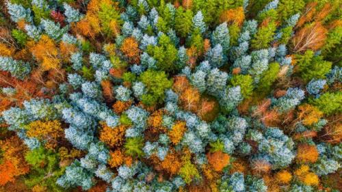 Hunsrück Hochwald, Herbstwald bei Deuselbach, Naherholungsgebiet Erbeskopf, Rheinland-Pfalz (© Hans-Peter Merten/Huber/eStock Photo) Bing Everyday Wallpaper 2023-11-03
/tmp/UploadBetaznVEbO [Bing Everyday Wall Paper 2023-11-03] url = http://www.bing.com/th?id=OHR.HunsrueckHochwald_DE-DE8281087937_1920x1080.jpg

File Size (KB): 327.43 KB
Last Modified: November 03 2023 00:00:17
