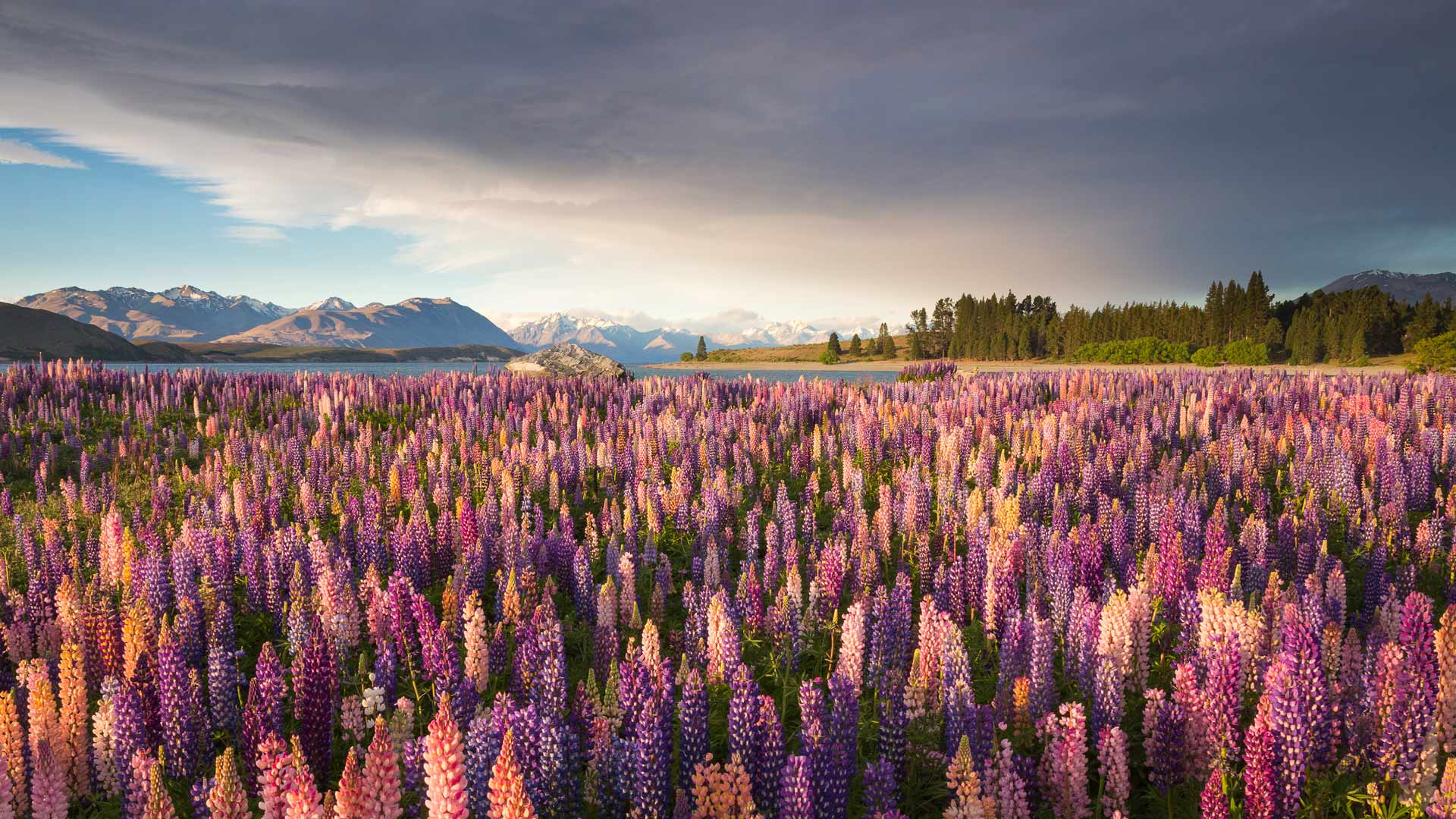 特卡波湖沿岸的鲁冰花，南岛，新西兰 (© Jeffrey Lewis/Tandem Stills + Motion) Bing Everyday Wallpaper 2023-11-14, snjz4N [Bing Everyday Wall Paper 2023-11-14] url = http://www.bing.com/th?id=OHR.RussellLupines_ZH-CN8552113285_1920x1080.jpg