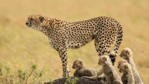 一只猎豹妈妈和她的幼崽，马赛马拉国家保护区，肯尼亚 (© Scott Davis/Tandem Stills + Motion) Bing Everyday Wallpaper 2023-12-04
/tmp/UploadBetaZydxD8 [Bing Everyday Wall Paper 2023-12-04] url = http://www.bing.com/th?id=OHR.CheetahDay_ZH-CN5114530695_1920x1080.jpg

File Size (KB): 316.17 KB
Last Modified: December 04 2023 00:00:27
