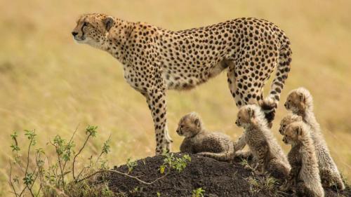 A mother cheetah and her cubs in the Masai Mara National Reserve, Kenya (© Scott Davis/Tandem Stills + Motion) Bing Everyday Wallpaper 2023-12-05
/tmp/UploadBeta7Xb0R1 [Bing Everyday Wall Paper 2023-12-05] url = http://www.bing.com/th?id=OHR.CheetahDay_ROW8097292853_1920x1080.jpg

File Size (KB): 319.37 KB
Last Modified: December 05 2023 00:00:18
