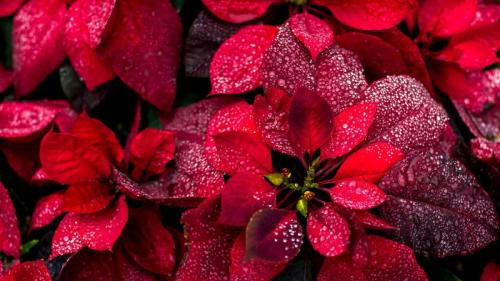 一品红 (© Yarygin/Getty Images) Bing Everyday Wallpaper 2023-12-12
/tmp/UploadBetaJIeTEx [Bing Everyday Wall Paper 2023-12-12] url = http://www.bing.com/th?id=OHR.Poinsettia_ZH-CN7255902344_1920x1080.jpg

File Size (KB): 321.42 KB
Last Modified: December 12 2023 00:00:03
