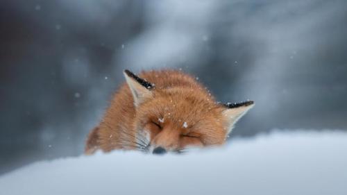 睡在雪地里的赤狐，阿布鲁佐，意大利 (© marco vancini/500px/Getty Images) Bing Everyday Wallpaper 2024-01-01
/tmp/UploadBetacim72N [Bing Everyday Wall Paper 2024-01-01] url = http://www.bing.com/th?id=OHR.SleepingFox_ZH-CN2622967726_1920x1080.jpg

File Size (KB): 323.32 KB
Last Modified: January 01 2024 00:00:15
