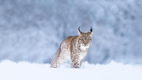 Eurasischer Luchs im Schnee (© Jan Stria/Shutterstock) Bing Everyday Wallpaper 2024-01-10
/tmp/UploadBetah6X3IB [Bing Everyday Wall Paper 2024-01-10] url = http://www.bing.com/th?id=OHR.LynxSnow_DE-DE2468940407_1920x1080.jpg

File Size (KB): 321.29 KB
Last Modified: January 10 2024 00:00:03
