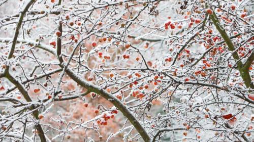 Früchte-im-Frost-und-Eis-versteckt,-Göttingen (© Duncan Usher/Alamy Stock Foto) Bing Everyday Wallpaper 2024-01-11
/tmp/UploadBetaEP6Esy [Bing Everyday Wall Paper 2024-01-11] url = http://www.bing.com/th?id=OHR.OrnamentalAppleTree_DE-DE2719116255_1920x1080.jpg

File Size (KB): 326.12 KB
Last Modified: January 11 2024 00:00:02
