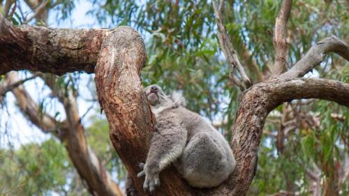 Ein Koala schläft auf einem Eukalyptusbaum, Australien (© Anton Rogozin/Getty Images) Bing Everyday Wallpaper 2024-03-11
/tmp/UploadBetaxHDcDh [Bing Everyday Wall Paper 2024-03-11] url = http://www.bing.com/th?id=OHR.SleepyKoala_DE-DE9658817284_1920x1080.jpg

File Size (KB): 319.44 KB
Last Modified: March 11 2024 00:00:06
