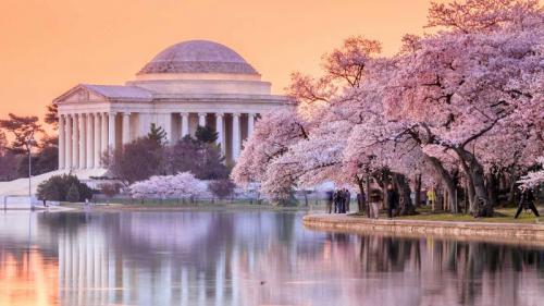 The Jefferson Memorial during the Cherry Blossom Festival, Washington, DC (© f11photo/Shutterstock) Bing Everyday Wallpaper 2024-03-21
/tmp/UploadBetaBgQfnS [Bing Everyday Wall Paper 2024-03-21] url = http://www.bing.com/th?id=OHR.CherryBlossomsDC_EN-US3285783737_1920x1080.jpg

File Size (KB): 307.4 KB
Last Modified: March 21 2024 00:00:16
