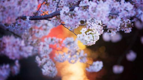目黒川沿いの桜, 東京 (© twomeows/Getty Images) Bing Everyday Wallpaper 2024-03-26
/tmp/UploadBeta5bQT7e [Bing Everyday Wall Paper 2024-03-26] url = http://www.bing.com/th?id=OHR.CherryBlossom2024_JA-JP4820412066_1920x1080.jpg

File Size (KB): 313.64 KB
Last Modified: March 26 2024 00:00:12
