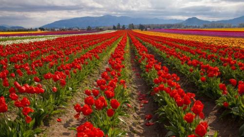 郁金香田，斯卡吉特山谷，华盛顿州，美国 (© Claudia Cooper/Getty Images) Bing Everyday Wallpaper 2024-04-09
/tmp/UploadBetakQIc52 [Bing Everyday Wall Paper 2024-04-09] url = http://www.bing.com/th?id=OHR.SkagitValleyTulips_ZH-CN9034120306_1920x1080.jpg

File Size (KB): 330.15 KB
Last Modified: April 09 2024 00:00:15
