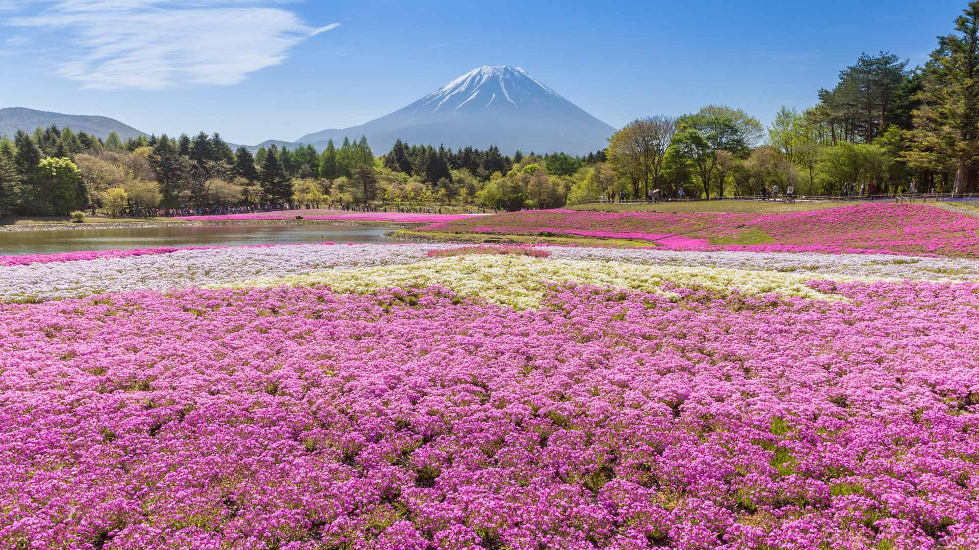 富士本栖湖リゾート, 山梨県 (© Torsakarin/Getty Images) Bing Everyday Wallpaper 2024-04-13, iVMiA4 [Bing Everyday Wall Paper 2024-04-13] url = http://www.bing.com/th?id=OHR.ShibaZakura2024_JA-JP5037441018_1920x1080.jpg
