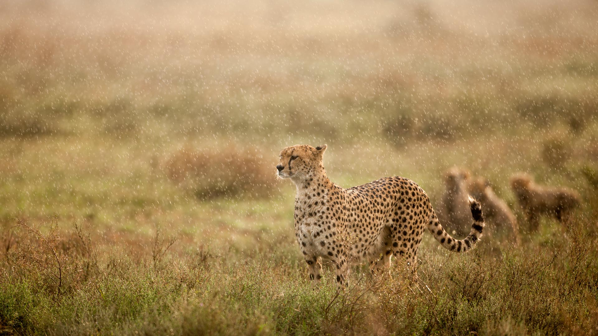 Cheetah in morning rain, Ndutu Plains, Ngorongoro Conservation Area, Tanzania (© Paul Souders/Getty Images) Bing Everyday Wallpaper 2024-04-30, VqskHH [Bing Everyday Wall Paper 2024-04-30] url = http://www.bing.com/th?id=OHR.CheetahRain_EN-US6179670004_1920x1080.jpg