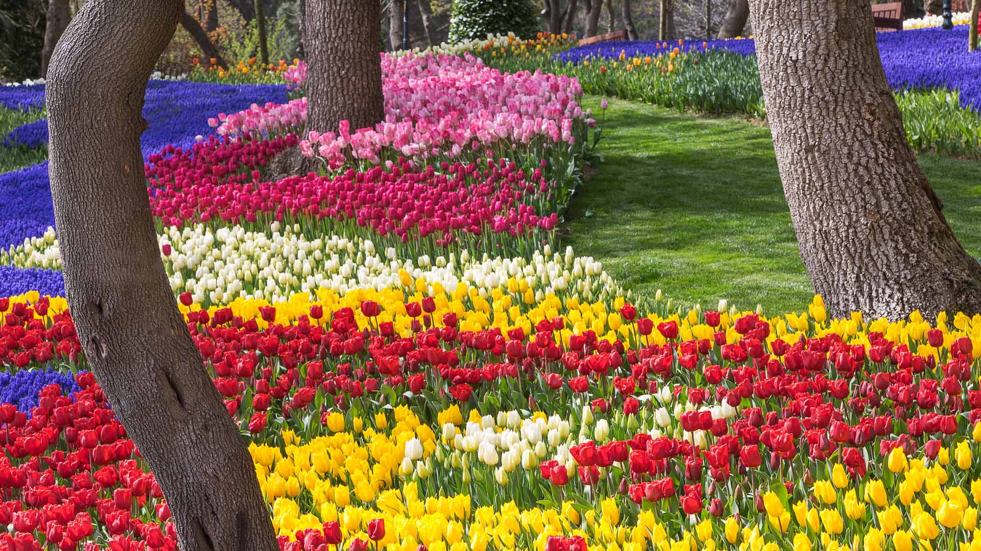埃米尔甘公园的郁金香，伊斯坦布尔，土耳其 (© Ozbalci/Getty Images) Bing Everyday Wallpaper 2024-05-09, xFOyri [Bing Everyday Wall Paper 2024-05-09] url = http://www.bing.com/th?id=OHR.EmirganPark_ZH-CN3394557999_1920x1080.jpg