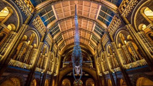 Blue whale skeleton in the Natural History Museum, London, England (© Bailey-Cooper Photography/Alamy) Bing Everyday Wallpaper 2024-05-19
/tmp/UploadBetaolaFkA [Bing Everyday Wall Paper 2024-05-19] url = http://www.bing.com/th?id=OHR.MuseumWhale_EN-US2412212162_1920x1080.jpg

File Size (KB): 320.75 KB
Last Modified: May 19 2024 00:00:01
