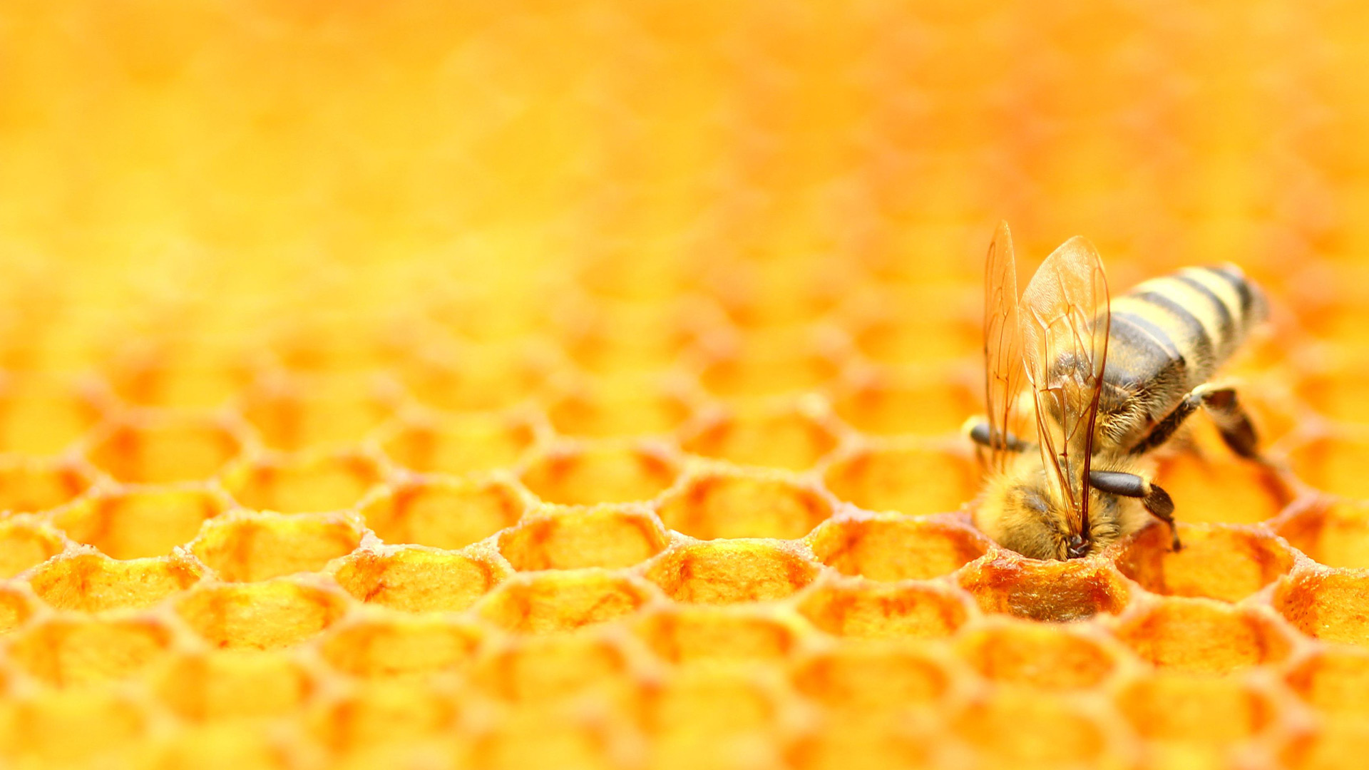 蜜蜂照料蜂巢 (© Simun Ascic/Alamy Stock Photo) Bing Everyday Wallpaper 2024-05-20, NTgKRI [Bing Everyday Wall Paper 2024-05-20] url = http://www.bing.com/th?id=OHR.HoneycombBee_ZH-CN6572760814_1920x1080.jpg