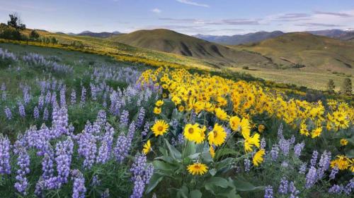 香根和羽扇豆，梅索谷，北喀斯喀特，华盛顿州，美国 (© Alan Majchrowicz/Getty Images) Bing Everyday Wallpaper 2024-05-26
/tmp/UploadBetaesYhKx [Bing Everyday Wall Paper 2024-05-26] url = http://www.bing.com/th?id=OHR.MethowWildflowers_ZH-CN8926661958_1920x1080.jpg

File Size (KB): 294.85 KB
Last Modified: May 26 2024 00:00:02
