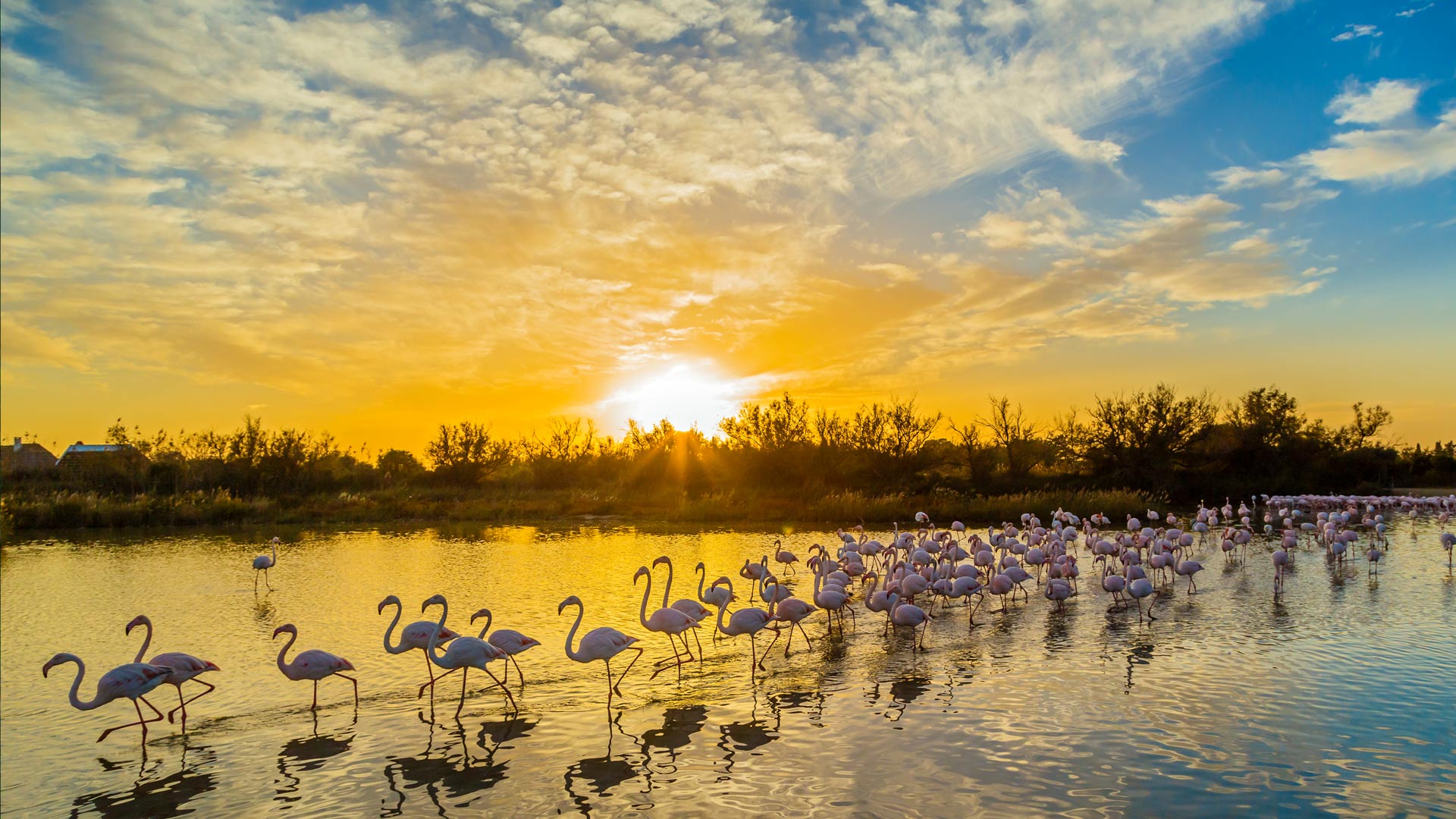 蓬德高鸟类公园的大红鹳，卡玛格，法国 (© Yann Guichaoua-Photos/Getty Images) Bing Everyday Wallpaper 2024-06-06, B8jbKy [Bing Everyday Wall Paper 2024-06-06] url = http://www.bing.com/th?id=OHR.CamargueFlamingos_ZH-CN4176922228_1920x1080.jpg