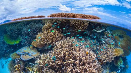 Coral reef in the Indian Ocean, Mayotte, France (© Gabriel Barathieu/Minden Pictures) Bing Everyday Wallpaper 2024-07-18
/tmp/UploadBetarwJR63 [Bing Everyday Wall Paper 2024-07-18] url = http://www.bing.com/th?id=OHR.MayotteCoral_ZH-CN8106288026_1920x1080.jpg

File Size (KB): 318.29 KB
Last Modified: July 18 2024 00:00:03
