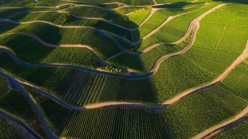 摩泽尔河谷的葡萄园，莱茵兰-法尔茨，德国 (© Jorg Greuel/Getty Images) Bing Everyday Wallpaper 2024-07-27
/tmp/UploadBetaPy5Uqj [Bing Everyday Wall Paper 2024-07-27] url = http://www.bing.com/th?id=OHR.RhinelandVineyards_ZH-CN3332101688_1920x1080.jpg

File Size (KB): 309.26 KB
Last Modified: July 27 2024 00:00:02
