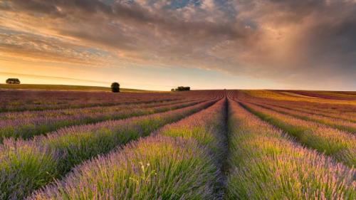 薰衣草田，赫特福德郡 ，英格兰，英国 (© George W Johnson/Getty Images) Bing Everyday Wallpaper 2024-08-05
/tmp/UploadBetaRQqrTo [Bing Everyday Wall Paper 2024-08-05] url = http://www.bing.com/th?id=OHR.HertfordshireLavender_ZH-CN9771886404_1920x1080.jpg

File Size (KB): 317.06 KB
Last Modified: August 05 2024 00:00:03
