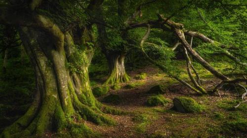 古老山毛榉树，格莱纳里夫森林公园，安特里姆郡，北爱尔兰 (© Dawid K Photography/Shutterstock) Bing Everyday Wallpaper 2024-09-06
/tmp/UploadBeta6Oxked [Bing Everyday Wall Paper 2024-09-06] url = http://www.bing.com/th?id=OHR.GlenariffPark_ZH-CN4667558707_1920x1080.jpg

File Size (KB): 310.58 KB
Last Modified: September 06 2024 00:00:02
