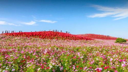 国営ひたち海浜公園, 茨城県 ひたちなか市 (© ThePonAek/Shutterstock) Bing Everyday Wallpaper 2024-09-14
/tmp/UploadBetamjtseA [Bing Everyday Wall Paper 2024-09-14] url = http://www.bing.com/th?id=OHR.CosmosDay2024_JA-JP3703662081_1920x1080.jpg

File Size (KB): 308.95 KB
Last Modified: September 14 2024 00:00:03
