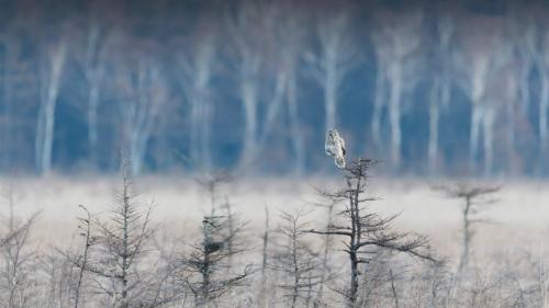 枝の先に止まっているフクロウ (© rockptarmigan/Getty Images) Bing Everyday Wallpaper 2024-09-16
/tmp/UploadBetalvZ2yx [Bing Everyday Wall Paper 2024-09-16] url = http://www.bing.com/th?id=OHR.OwlNew2024_JA-JP4084004440_1920x1080.jpg

File Size (KB): 310.98 KB
Last Modified: September 16 2024 00:00:02
