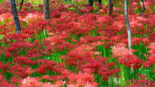 巾着田の彼岸花, 埼玉県 日高市 (© Scirocco340/Shutterstock) Bing Everyday Wallpaper 2024-09-22
/tmp/UploadBetagGFgZk [Bing Everyday Wall Paper 2024-09-22] url = http://www.bing.com/th?id=OHR.RedSpiderlily2024_JA-JP1171609872_1920x1080.jpg

File Size (KB): 320.5 KB
Last Modified: September 22 2024 00:00:03
