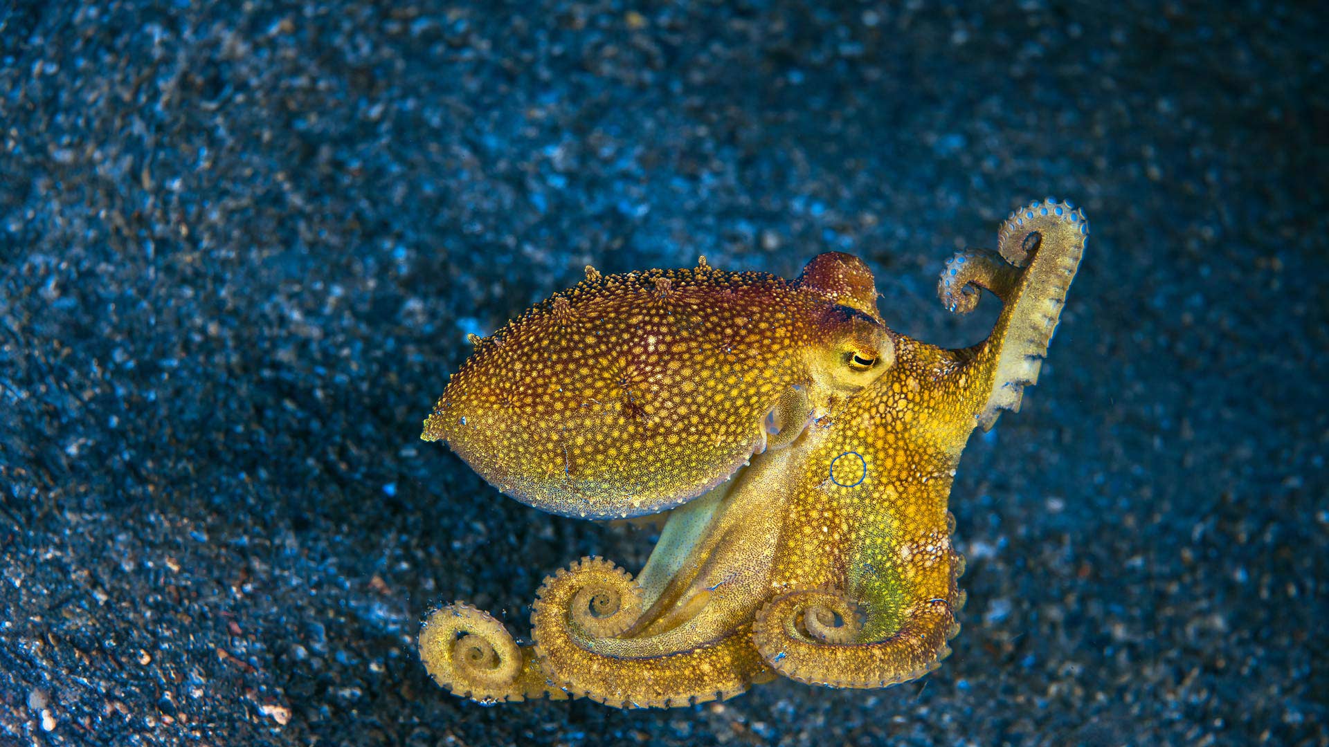 Mototi-Oktopus, Lembeh Strait, Indonesien (© Howard Chew/Alamy) Bing Everyday Wallpaper 2024-10-08, s2XoDZ [Bing Everyday Wall Paper 2024-10-08] url = http://www.bing.com/th?id=OHR.MototiOctopus_DE-DE2317582998_1920x1080.jpg