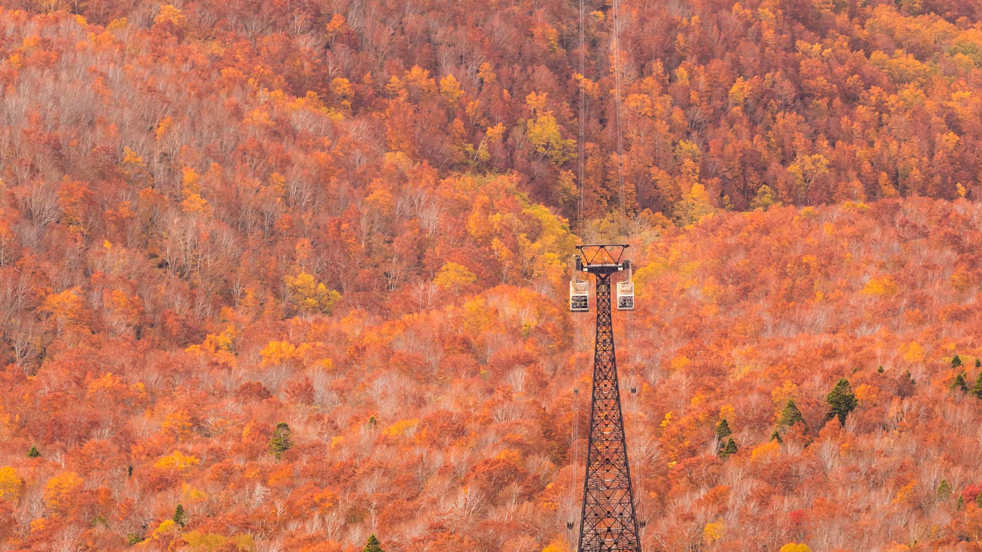 秋の八甲田ロープウェイ,  青森県 青森市 (© Torsakarin/Getty Images) Bing Everyday Wallpaper 2024-10-08, 7ralxr [Bing Everyday Wall Paper 2024-10-08] url = http://www.bing.com/th?id=OHR.Kanro2024_JA-JP5787966494_1920x1080.jpg