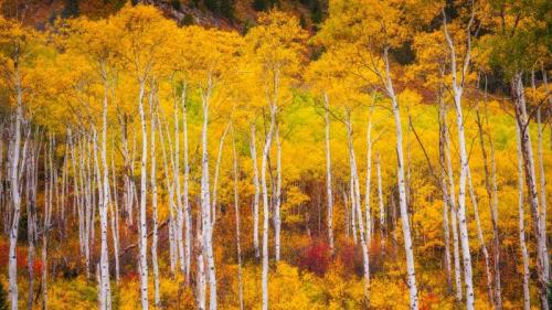 马布尔附近的白杨树，科罗拉多州，美国 (© Jason Hatfield/TANDEM Stills + Motion) Bing Everyday Wallpaper 2024-10-09
/tmp/UploadBeta2zQvLE [Bing Everyday Wall Paper 2024-10-09] url = http://www.bing.com/th?id=OHR.AspensColorado_ZH-CN0132780533_1920x1080.jpg

File Size (KB): 318.81 KB
Last Modified: October 09 2024 00:00:02
