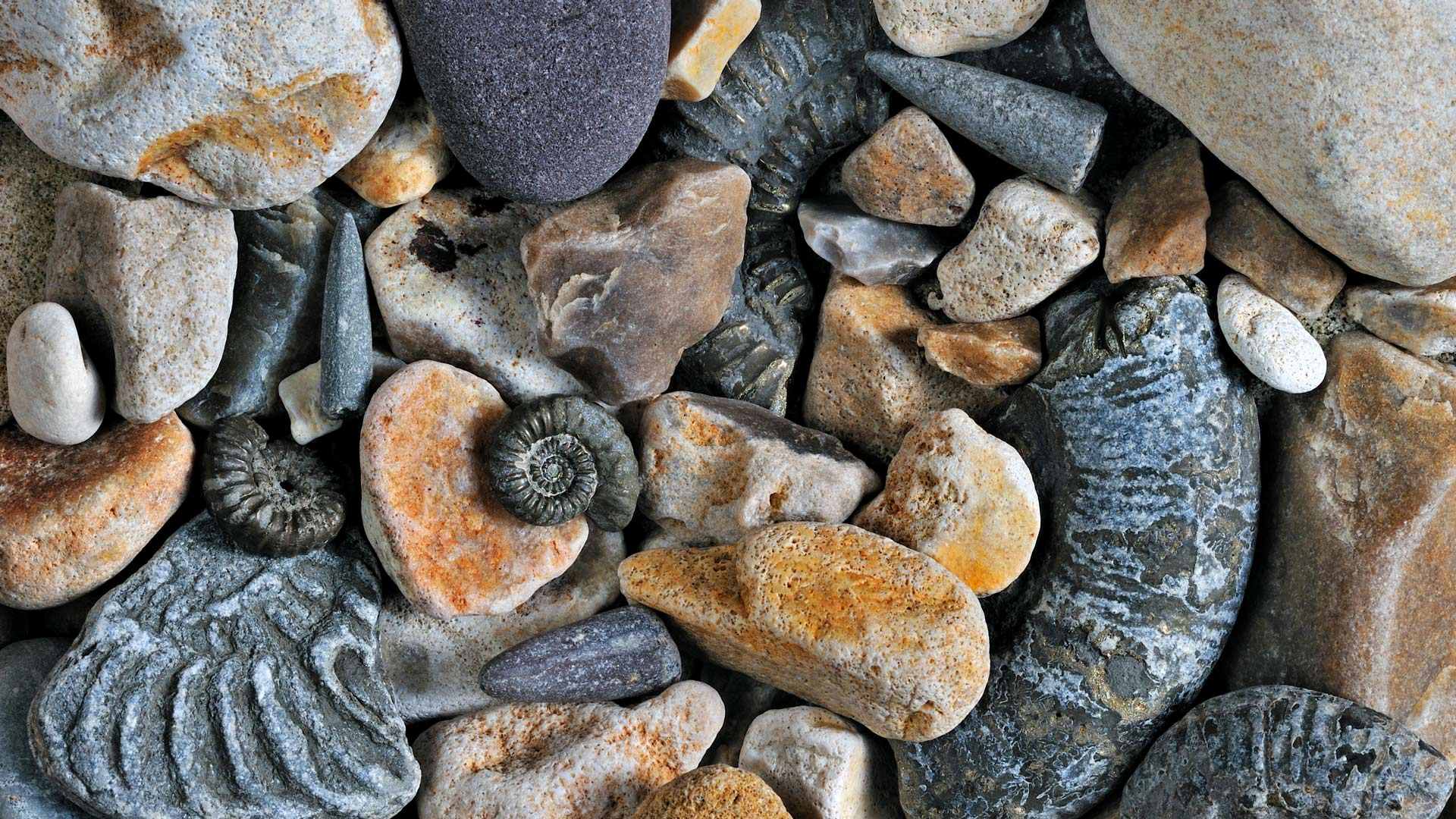 ジュラシック・コーストの化石, イギリス ドーセット州 (© Nature Picture Library/Alamy) Bing Everyday Wallpaper 2024-10-15, 3rpUKa [Bing Everyday Wall Paper 2024-10-15] url = http://www.bing.com/th?id=OHR.FossilsDorset_JA-JP8513856980_1920x1080.jpg