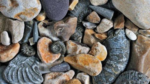 ジュラシック・コーストの化石, イギリス ドーセット州 (© Nature Picture Library/Alamy) Bing Everyday Wallpaper 2024-10-15
/tmp/UploadBeta3rpUKa [Bing Everyday Wall Paper 2024-10-15] url = http://www.bing.com/th?id=OHR.FossilsDorset_JA-JP8513856980_1920x1080.jpg

File Size (KB): 310.48 KB
Last Modified: October 15 2024 00:00:04
