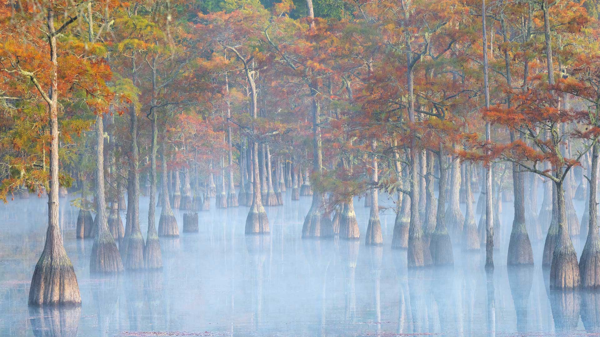 乔治·史密斯州立公园的柏树，佐治亚州，美国 (© Chris Moore/TANDEM Stills + Motion) Bing Everyday Wallpaper 2024-10-21, okaddm [Bing Everyday Wall Paper 2024-10-21] url = http://www.bing.com/th?id=OHR.AutumnCypress_ZH-CN5099875619_1920x1080.jpg