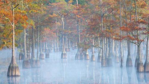 乔治·史密斯州立公园的柏树，佐治亚州，美国 (© Chris Moore/TANDEM Stills + Motion) Bing Everyday Wallpaper 2024-10-21
/tmp/UploadBetaokaddm [Bing Everyday Wall Paper 2024-10-21] url = http://www.bing.com/th?id=OHR.AutumnCypress_ZH-CN5099875619_1920x1080.jpg

File Size (KB): 300 KB
Last Modified: October 21 2024 00:00:02
