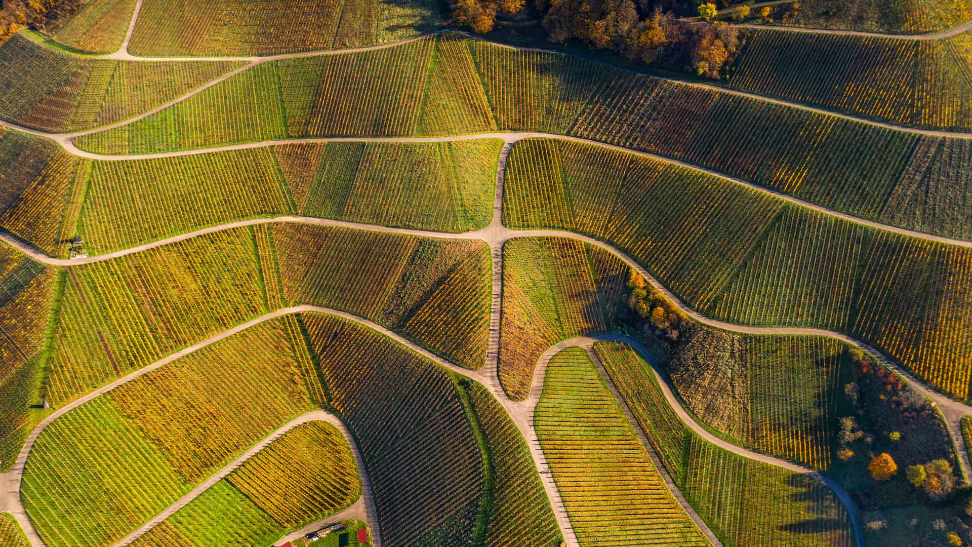 秋季葡萄园的鸟瞰图，瓦恩哈尔特，黑森林，德国 (© Sabine Gerold/Amazing Aerial Agency) Bing Everyday Wallpaper 2024-11-01, w5Fbck [Bing Everyday Wall Paper 2024-11-01] url = http://www.bing.com/th?id=OHR.VineyardsBlackForestFall_ZH-CN6767078591_1920x1080.jpg