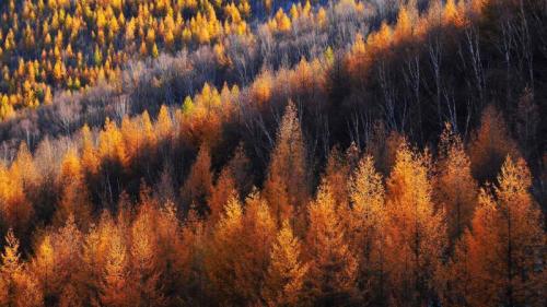 金色的松树，坝上草原，中国 (© MelindaChan/Getty Images) Bing Everyday Wallpaper 2024-11-07
/tmp/UploadBetaUmg5LO [Bing Everyday Wall Paper 2024-11-07] url = http://www.bing.com/th?id=OHR.LiDong2024_ZH-CN9944723194_1920x1080.jpg

File Size (KB): 316.94 KB
Last Modified: November 07 2024 00:00:02
