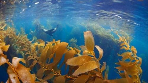 巨型海藻森林中的加州海狮，下加利福尼亚，墨西哥 (© Claudio Contreras/Minden Pictures) Bing Everyday Wallpaper 2024-11-13
/tmp/UploadBetaO6ZkPk [Bing Everyday Wall Paper 2024-11-13] url = http://www.bing.com/th?id=OHR.KelpForest_ZH-CN2357269491_1920x1080.jpg

File Size (KB): 277.45 KB
Last Modified: November 13 2024 00:00:02
