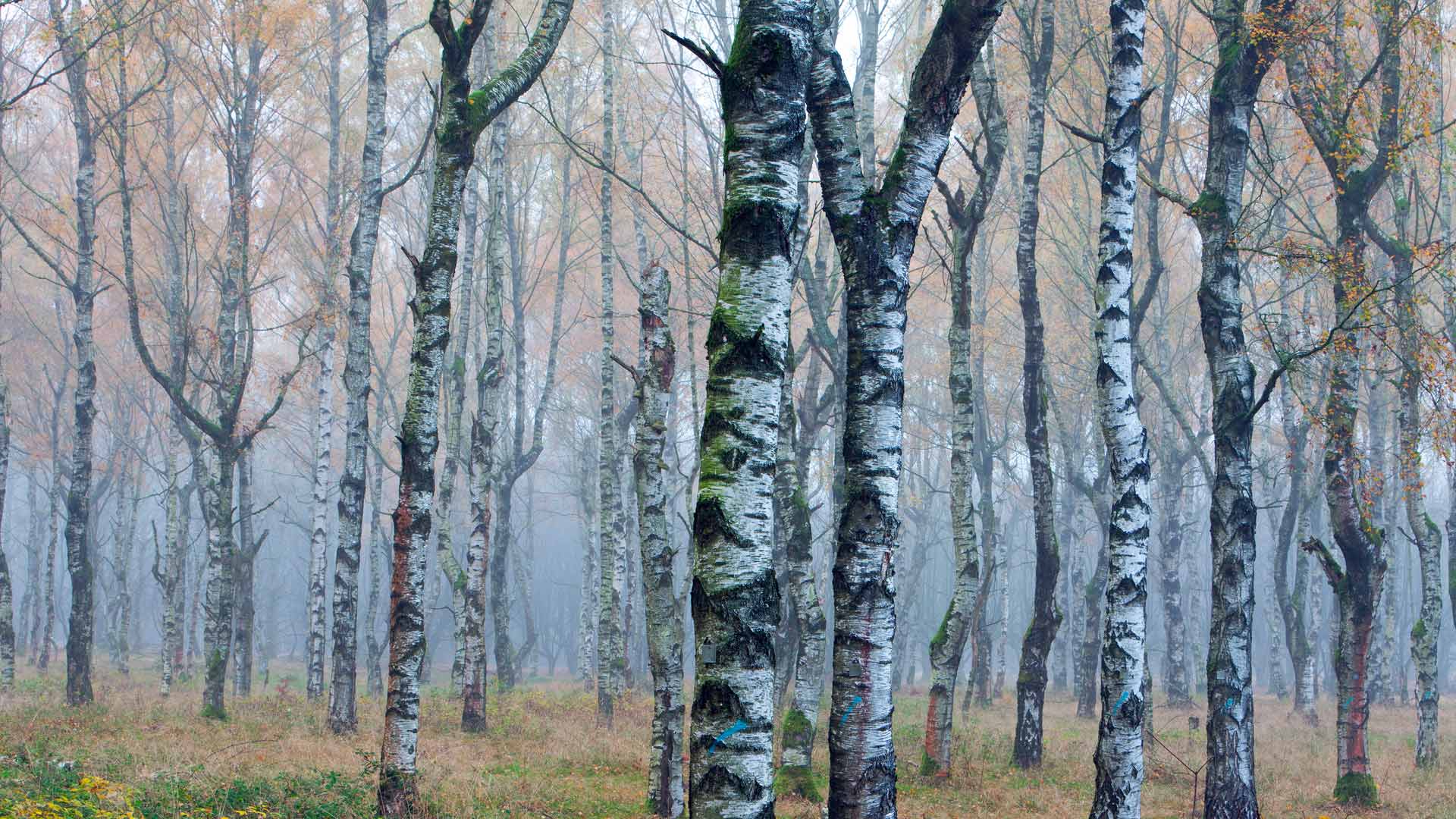 Weißbirkenwald (Betula pendula) im Herbstnebel, Deutschland (© Duncan Usher/Minden Pictures) Bing Everyday Wallpaper 2024-11-19, 1quF17 [Bing Everyday Wall Paper 2024-11-19] url = http://www.bing.com/th?id=OHR.GermanyEuropeanWhiteBirchAutumn_DE-DE4170358667_1920x1080.jpg