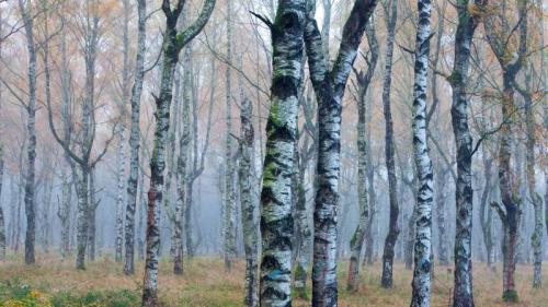 Weißbirkenwald (Betula pendula) im Herbstnebel, Deutschland (© Duncan Usher/Minden Pictures) Bing Everyday Wallpaper 2024-11-19
/tmp/UploadBeta1quF17 [Bing Everyday Wall Paper 2024-11-19] url = http://www.bing.com/th?id=OHR.GermanyEuropeanWhiteBirchAutumn_DE-DE4170358667_1920x1080.jpg

File Size (KB): 241.03 KB
Last Modified: November 19 2024 00:00:04
