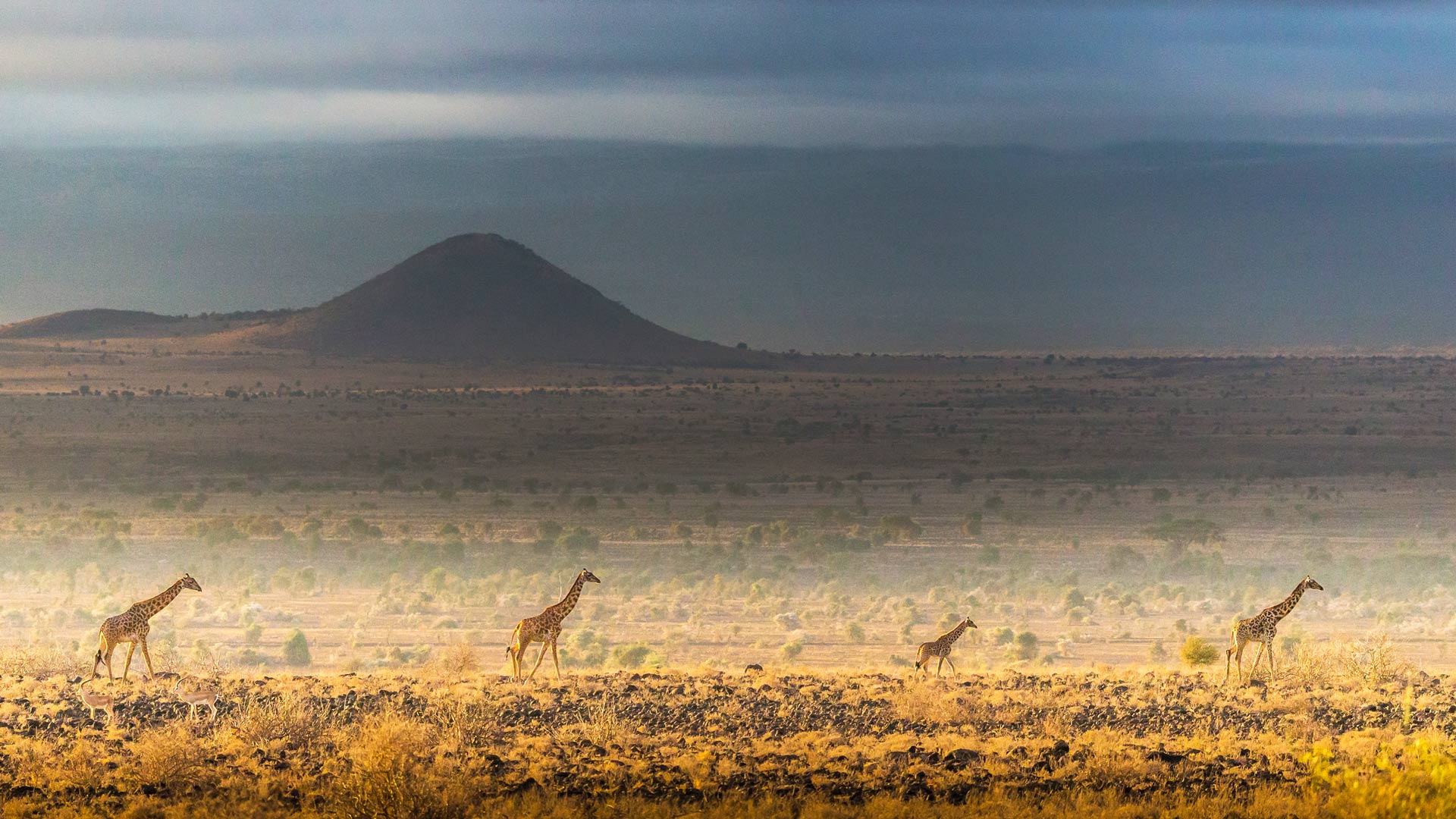 马赛长颈鹿，安波塞利国家公园，肯尼亚 (© Art Wolfe/DanitaDelimont.com) Bing Everyday Wallpaper 2024-11-25, mCW82j [Bing Everyday Wall Paper 2024-11-25] url = http://www.bing.com/th?id=OHR.AmboseliGiraffes_ZH-CN9276085602_1920x1080.jpg