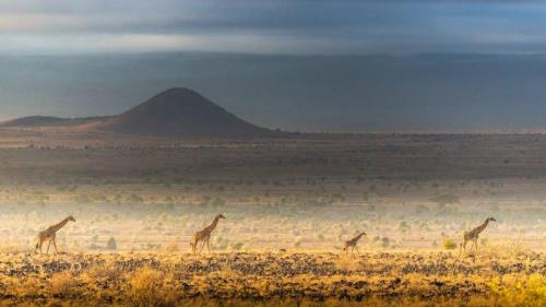 马赛长颈鹿，安波塞利国家公园，肯尼亚 (© Art Wolfe/DanitaDelimont.com) Bing Everyday Wallpaper 2024-11-25
/tmp/UploadBetamCW82j [Bing Everyday Wall Paper 2024-11-25] url = http://www.bing.com/th?id=OHR.AmboseliGiraffes_ZH-CN9276085602_1920x1080.jpg

File Size (KB): 297.89 KB
Last Modified: November 25 2024 00:00:02

