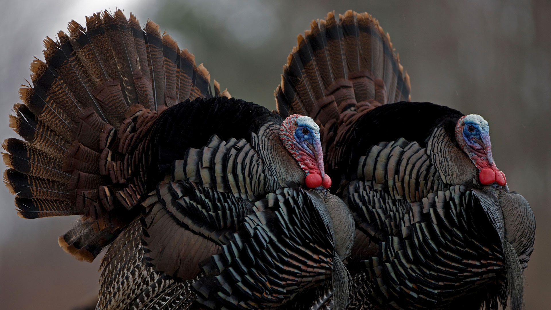 Wild turkeys, New York (© John Cancalosi/Alamy) Bing Everyday Wallpaper 2024-11-29, Lxk7jH [Bing Everyday Wall Paper 2024-11-29] url = http://www.bing.com/th?id=OHR.TomTurkeys_EN-US6212893518_1920x1080.jpg