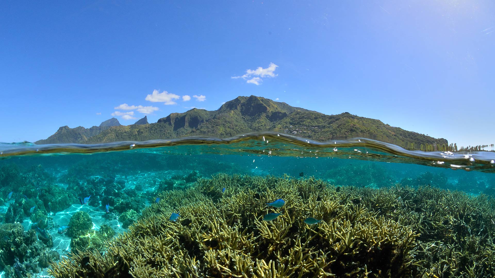 Corals and the lagoon of Mo'orea in French Polynesia (© bru_greg/Getty Images) Bing Everyday Wallpaper 2024-12-09, fFsK4G [Bing Everyday Wall Paper 2024-12-09] url = http://www.bing.com/th?id=OHR.Moorea_ROW6093414822_1920x1080.jpg