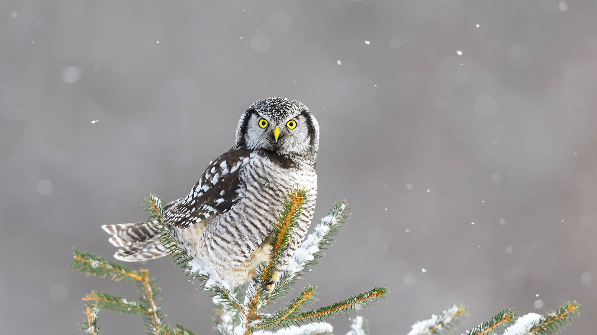 猛鸮，加拿大 (© pchoui/Getty Images) Bing Everyday Wallpaper 2024-12-14, opdUec [Bing Everyday Wall Paper 2024-12-14] url = http://www.bing.com/th?id=OHR.NorthernHawkOwl_ZH-CN8408027305_1920x1080.jpg