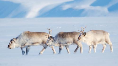 スヴァールバル諸島のトナカイ, ノルウェー (© Martin Zwick/REDA&CO/Universal Images Group via Getty Images) Bing Everyday Wallpaper 2024-12-25
/tmp/UploadBetaaCPtk2 [Bing Everyday Wall Paper 2024-12-25] url = http://www.bing.com/th?id=OHR.ReindeerTrio_JA-JP0425560339_1920x1080.jpg

File Size (KB): 314.96 KB
Last Modified: December 25 2024 00:00:03
