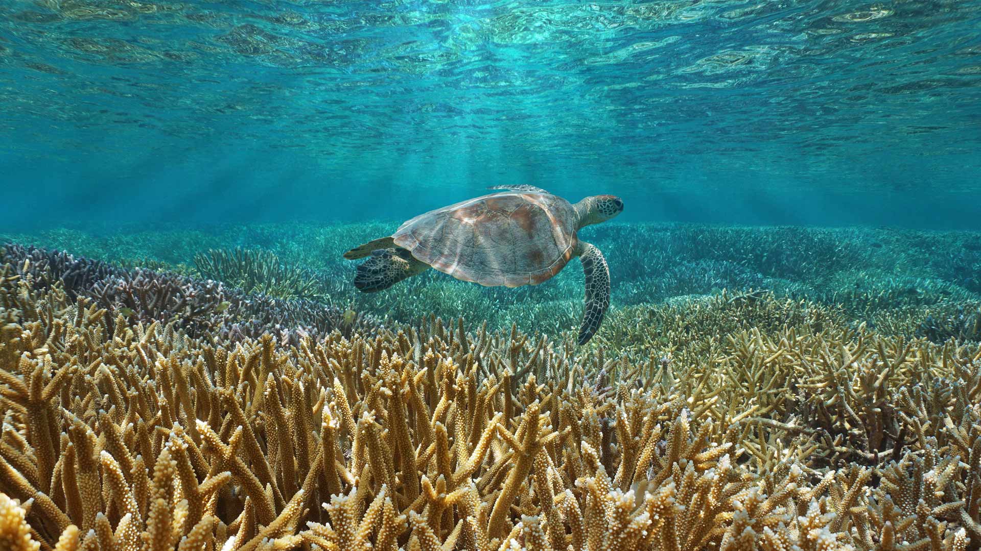 一只绿海龟在太平洋中游泳，法国海外属地新喀里多尼亚 (© Damsea/Shutterstock) Bing Everyday Wallpaper 2024-12-28, 7kvLGy [Bing Everyday Wall Paper 2024-12-28] url = http://www.bing.com/th?id=OHR.CoralTurtle_ZH-CN4771437860_1920x1080.jpg