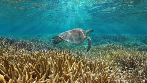 一只绿海龟在太平洋中游泳，法国海外属地新喀里多尼亚 (© Damsea/Shutterstock) Bing Everyday Wallpaper 2024-12-28
/tmp/UploadBeta7kvLGy [Bing Everyday Wall Paper 2024-12-28] url = http://www.bing.com/th?id=OHR.CoralTurtle_ZH-CN4771437860_1920x1080.jpg

File Size (KB): 315.83 KB
Last Modified: December 28 2024 00:00:02
