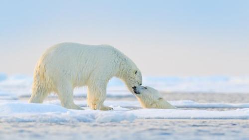 在北极玩耍的北极熊 (© Ondrej Prosicky/Shutterstock) Bing Everyday Wallpaper 2025-01-01
/tmp/UploadBetahGv2N0 [Bing Everyday Wall Paper 2025-01-01] url = http://www.bing.com/th?id=OHR.PolarBearSwim_ZH-CN1000349057_1920x1080.jpg

File Size (KB): 309 KB
Last Modified: January 01 2025 00:00:05
