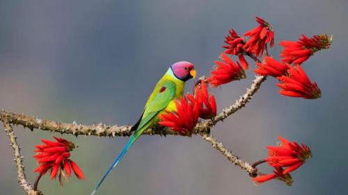 コセイインコ, インド カルナータカ州 (© Hira Punjabi/Alamy) Bing Everyday Wallpaper 2025-01-02
/tmp/UploadBetaVAsfW7 [Bing Everyday Wall Paper 2025-01-02] url = http://www.bing.com/th?id=OHR.PlumParakeet_JA-JP6915629740_1920x1080.jpg

File Size (KB): 308.45 KB
Last Modified: January 02 2025 00:00:05
